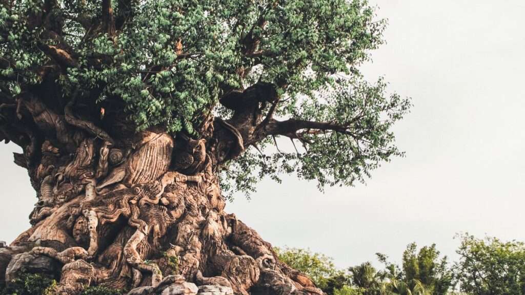 Animal Kingdom is my favourite park at Disney World for adults